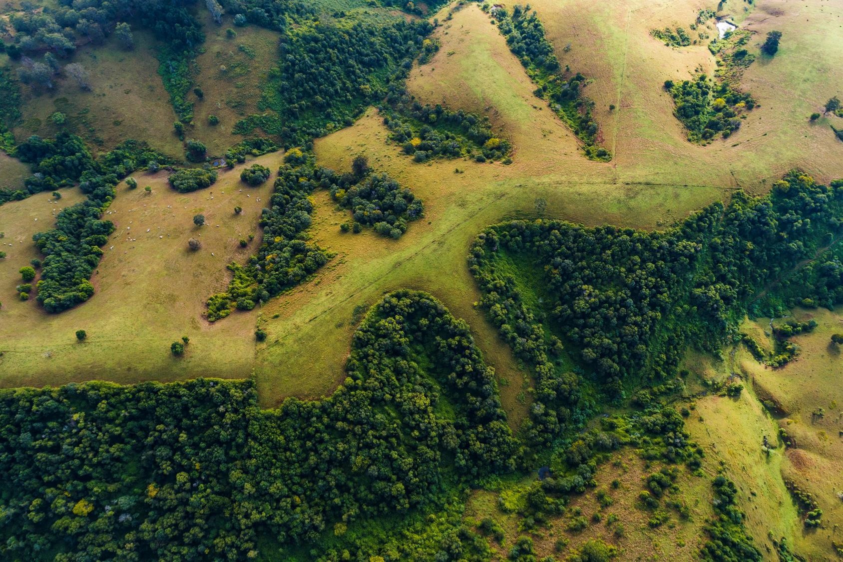aerial green fields
